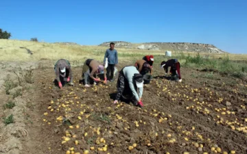 patates fiyatları