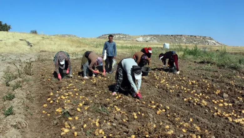patates fiyatları