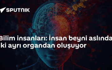 beyin