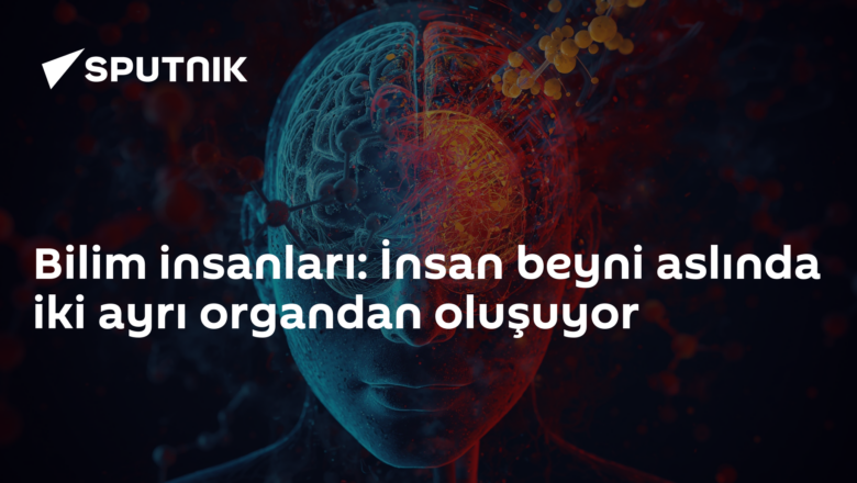 beyin