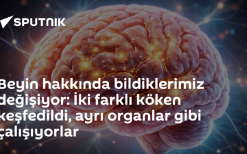 beyin kökenleri