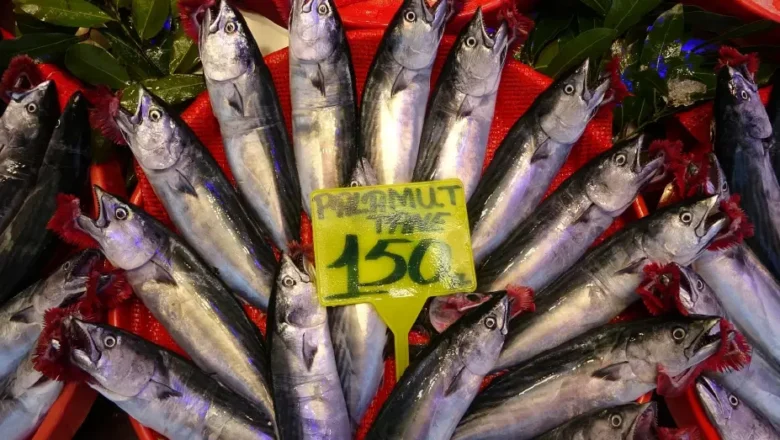 palamut