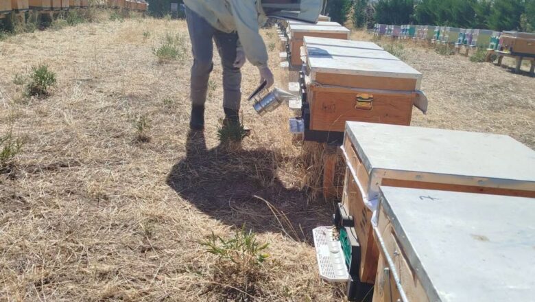 Varroa